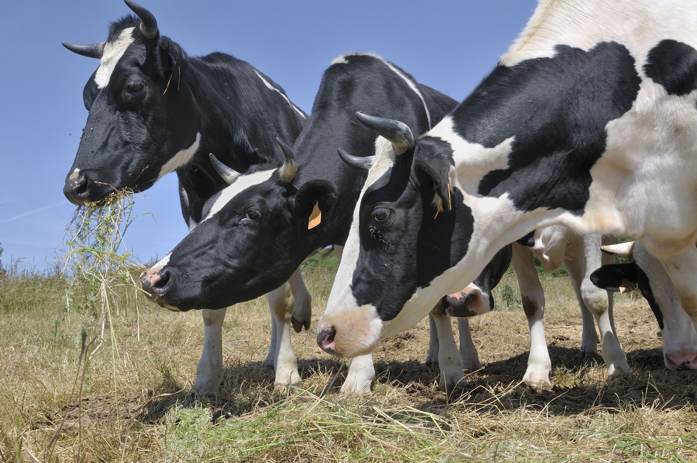 Agriculture, élevage : FNE Grand Est s’adresse aux élus régionaux