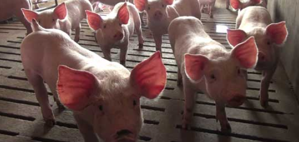 [Pétition] Urgent : porcs en danger