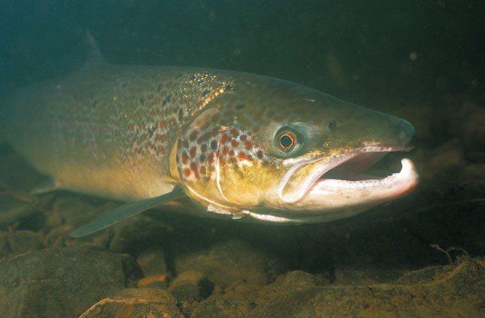 Continuité écologique du Rhin : Le saumon mené en bateau ?