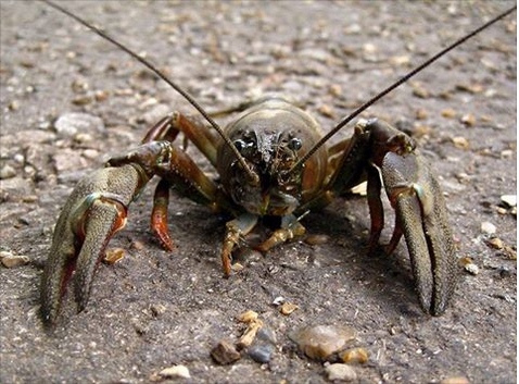 [Découverte de la semaine] Ecrevisse à pieds blancs (Austropotamobius pallipes)