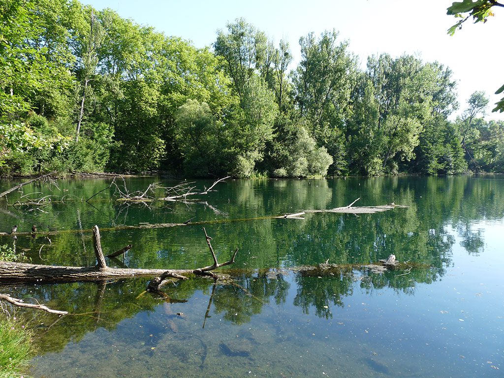 Destruction des forêts rhénanes