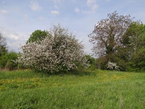 Sortie automnale sur les collines de Sierentz @ Sierentz | Sierentz | Grand Est | France