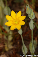 [Découverte de la semaine] – La centaurée jaune tardive (Blackstonia acuminata)