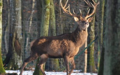 [communiqué de presse] La Biodiversité en Alsace sacrifiée sur l’autel de la chasse ?