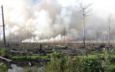 Hommage aux forêts incendiées – Je suis Amazonie