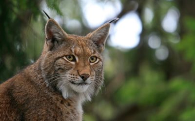 Un chasseur condamné pour détention d’un crâne de lynx boréal