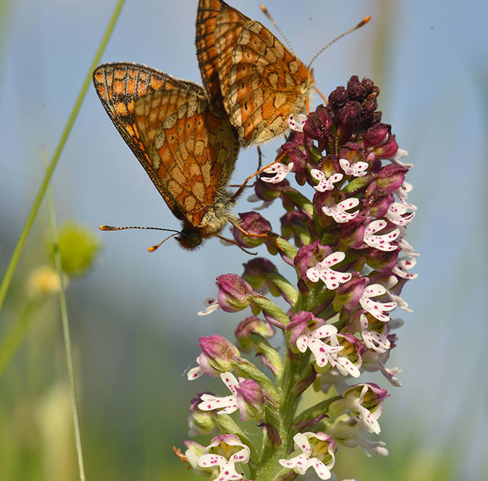 ANNULÉ – À la découverte des papillons et orchidées de la vallée de Villé