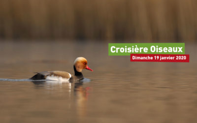 Croisière Oiseaux 2020