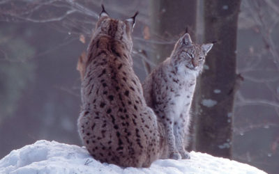 Jusqu’au 11 février – Consultation sur le futur Plan régional d’actions (PRA) Lynx Massif des Vosges