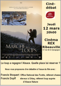 REPORTE - Ciné-débat : Le loup a regagné l’Alsace. Quelle place lui réserver ? @ Ribeauvillé - cinéma REX | Ribeauvillé | Grand Est | France