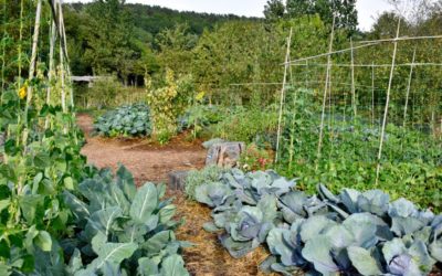 Kochersberg : Un débat très riche autour de la permaculture