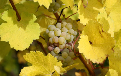 Alsace Nature réagit à l’article des DNA du 28 avril 2020 « Viticulture zone de non traitement : Viticulteurs et riverains : un dialogue à construire »