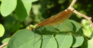Sortie Nature REPORTEE : A la découverte des insectes du Kochersberg @ Wintzenheim-Kochersberg | Wintzenheim-Kochersberg | Grand Est | France