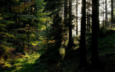 [Communiqué de presse] L’avenir de nos forêts ; Alsace Nature s’inquiète de l’artificialisation croissante