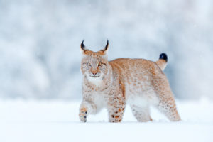 Lynx marchant dans la neige