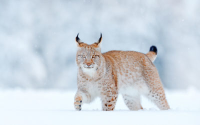 Sauvons le Lynx dans les Vosges