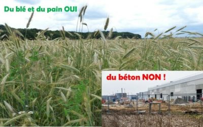 STOP au bétonnage des terres agricoles à HATTEN !