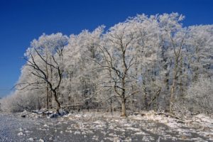 [Sortie nature] Venez découvrir la Ballastière en hiver @ Bischheim | Bischheim | Grand Est | France