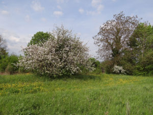 [Fête] Fêtons le printemps dans les collines @ Sierentz | Sierentz | Grand Est | France
