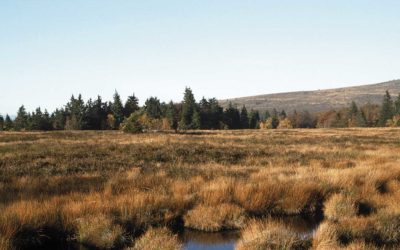 Le Tanet : un joyau naturel à préserver, pas à rééquiper