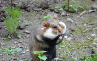 Lâchers de grands hamsters près du GCO : Alsace Nature y voit une opération de communication