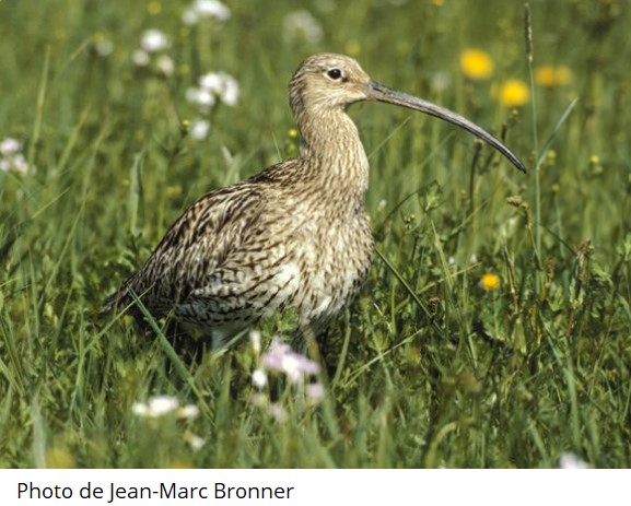 Déclin des Oiseaux dans le Ried de Colmar : une conférence et un dossier à suivre …