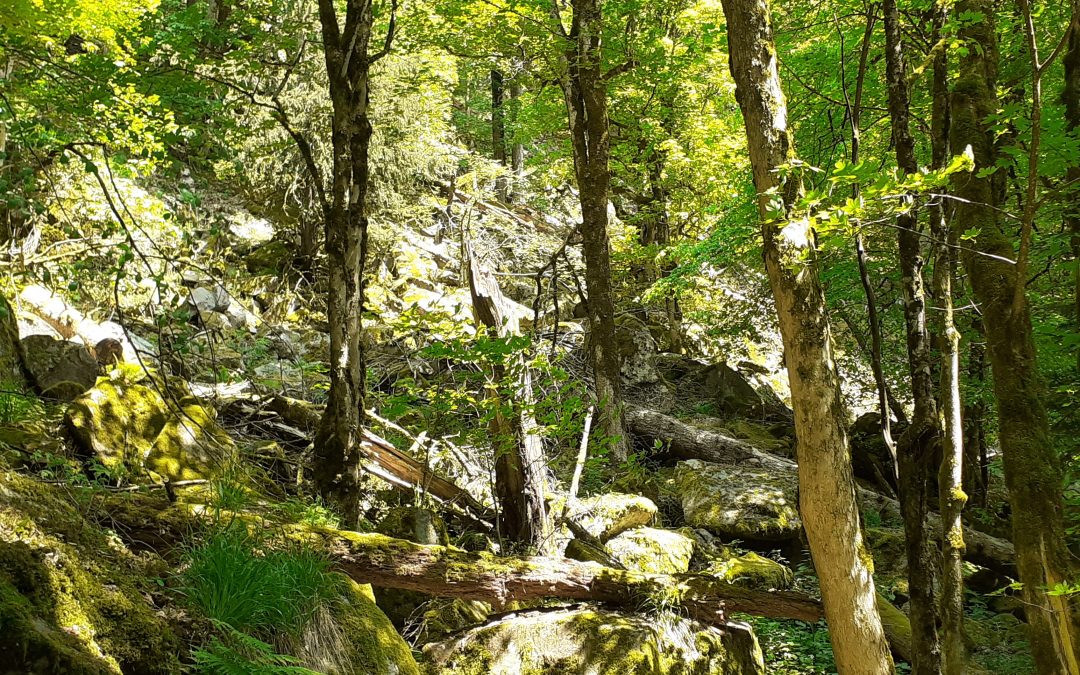 Alsace Nature lance un cycle de sorties sur le thème de la naturalité appliquée à la forêt
