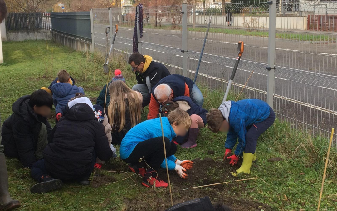 A Ostwald, Alsace Nature plante des haies en partenariat avec la mairie, une école et un Ehpad