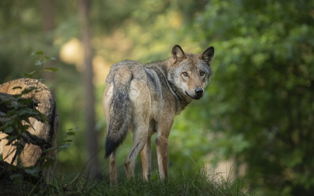 [Consultation publique] Mobilisons-nous contre l’Etat qui s’acharne encore contre le loup !