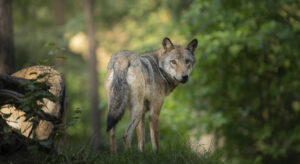 wolf in the wild during Sunrise