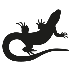 Lézard des murailles
