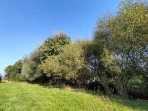 haie_agroforesterie_ferme Hoeffel