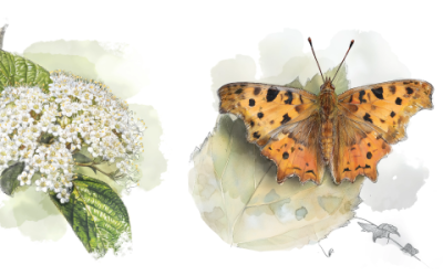 Assemblées Générale 2026