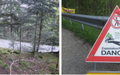 Communiqué de Presse : Abattage d&rsquo;arbres du Ballon d&rsquo;Alsace : oui à la sécurisation – non au massacre