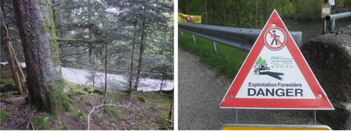 Communiqué de Presse : Abattage d&rsquo;arbres du Ballon d&rsquo;Alsace : oui à la sécurisation – non au massacre